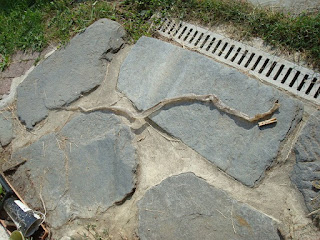 couleuvre