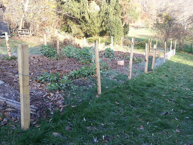 Potager interdit aux poules