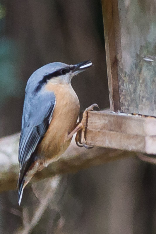Oiseaux