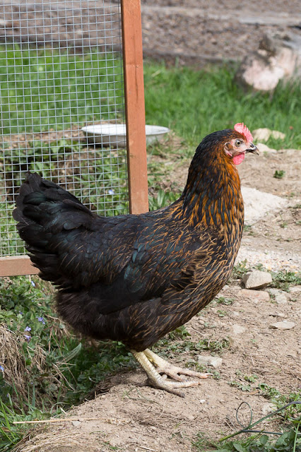 Nouvelle poule