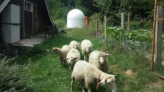 Et maintenant les moutons…
