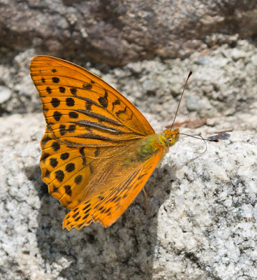 papillons et autres