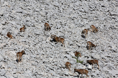 Les mouflons de la Grande Sure