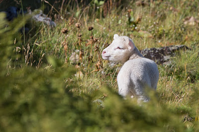 Vautours en Belledonne