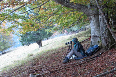 Recherche des cerfs en Chartreuse