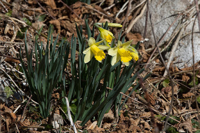 Narcisses