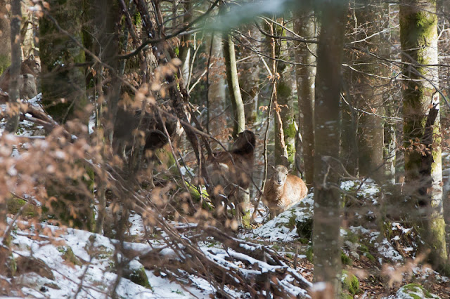 Mouflons autour du Habert de Malamille