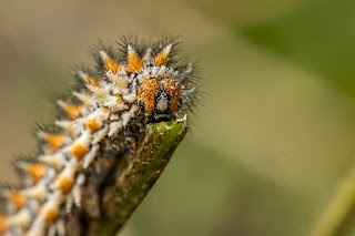 Confinée dans le jardin