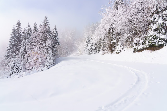Habert de pravouta dans la neige