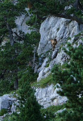 Col et Dôme de Bellefont du Col du Coq