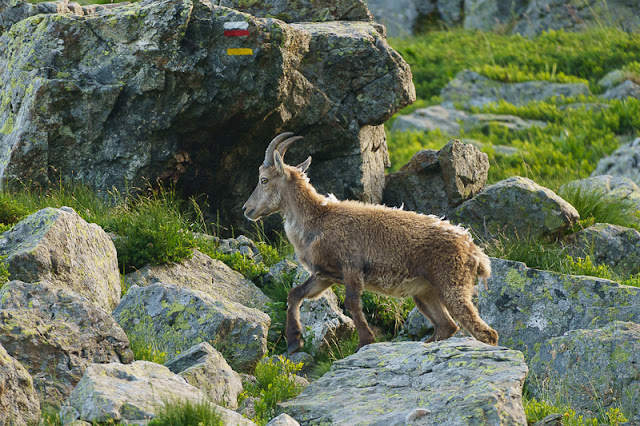 Col du Loup et Petite Lance du Crozet