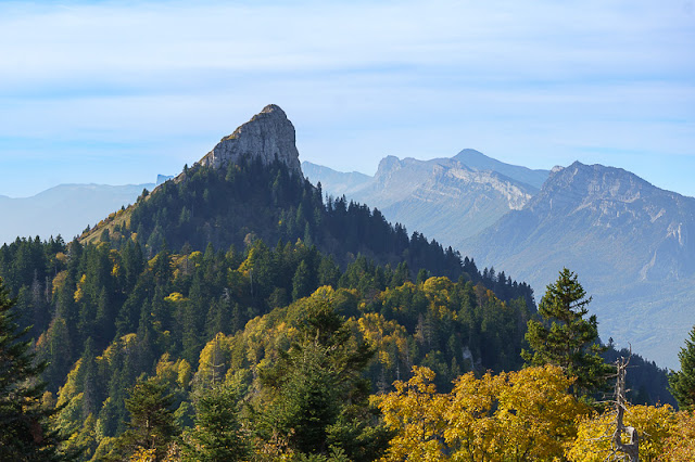 La Pinéa de l’Oratoire d’Orgeval