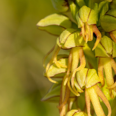 Premières orchidées