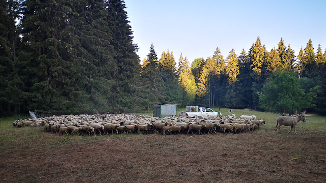 Montée des moutons à l’alpage de la bergerie du Grand Colon